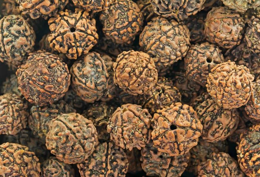 1-21 MUKHI: THE SECRET POWER OF RUDRAKSHA