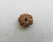 Load image into Gallery viewer, 9 Mukhi Collector
