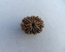 Load image into Gallery viewer, 10 Mukhi Collector
