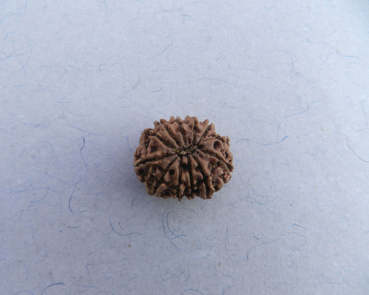 Load image into Gallery viewer, 12 Mukhi Collector
