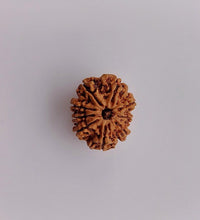 Load image into Gallery viewer, 9 Mukhi Collector
