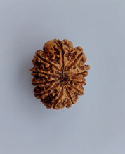 Load image into Gallery viewer, 11 Mukhi Collector
