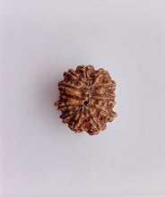 Load image into Gallery viewer, 11 Mukhi Collector
